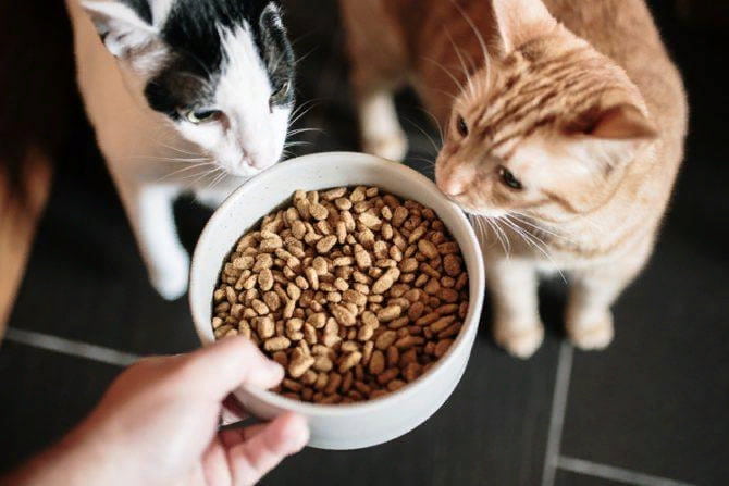 غذای گربه لوکس مخصوص توله گربه براق کننده مو